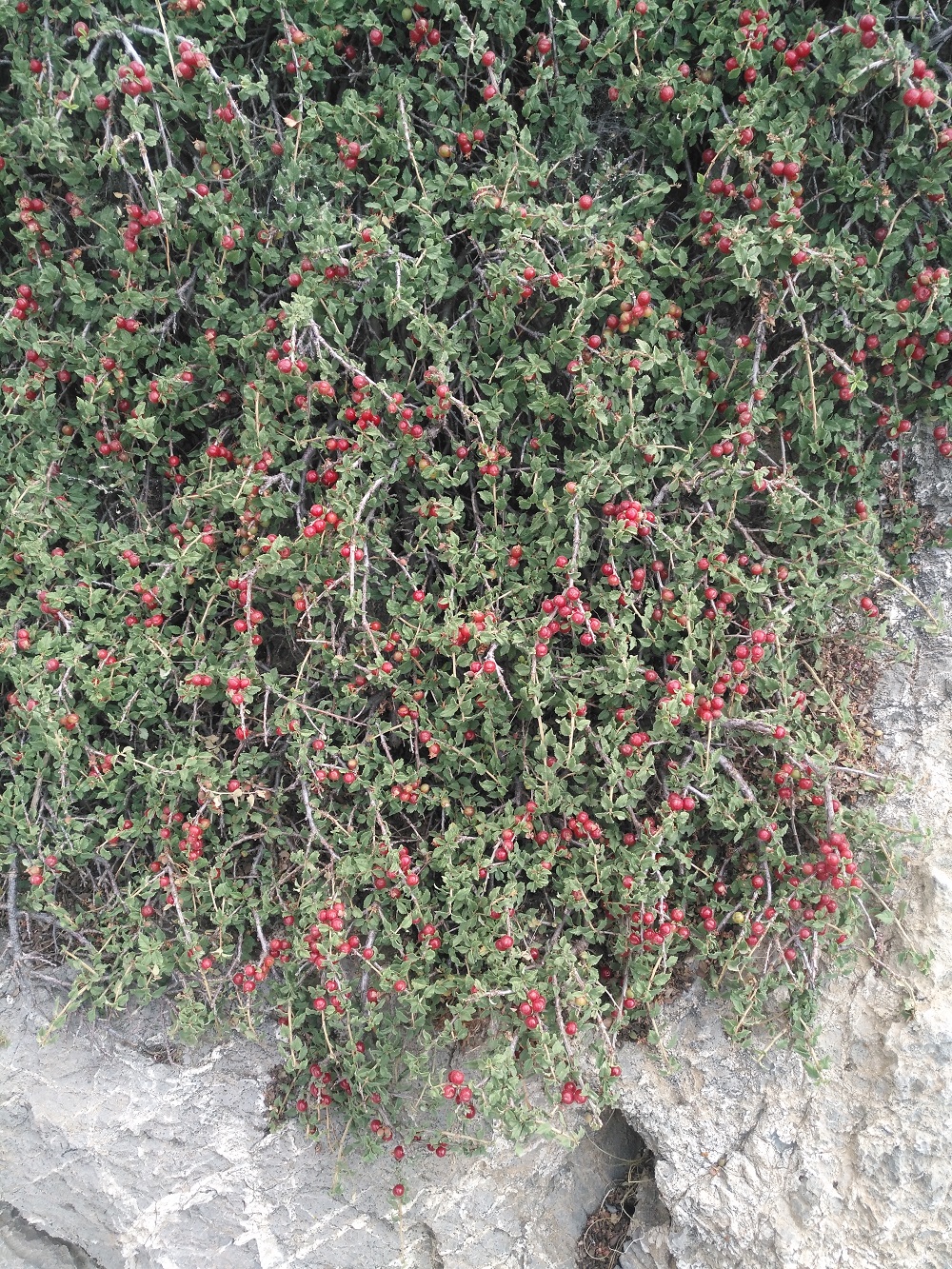 آلبالو وحشی